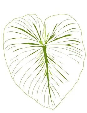 Philodendron Stock Illustration