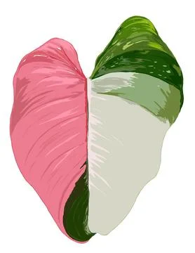 Philodendron Illustrazione stock