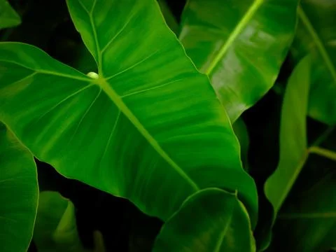 Philodendron leaves close up on background. Stock Photos