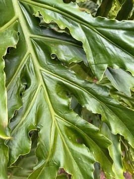 Philodendron leaves Stock Photos