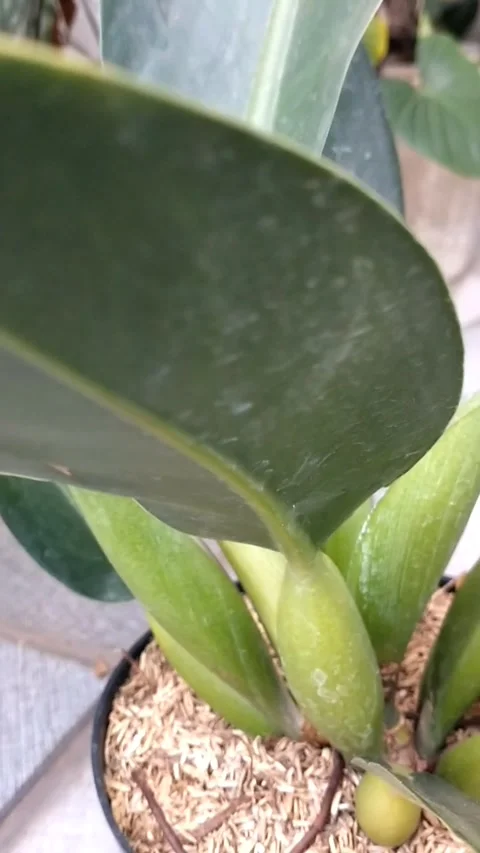 Philodendron martianum, Stock Footage 325979457