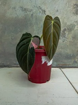 Philodendron melano variegated Stock Photos