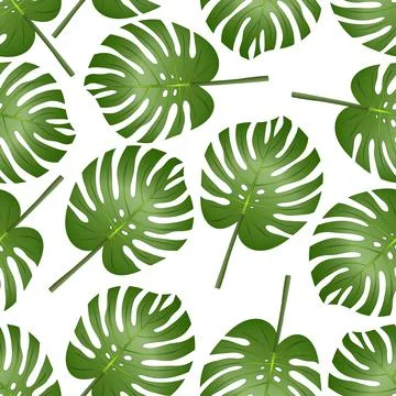 Philodendron Monstera Leaf Seamless isolated on White Background. Stock Illustration