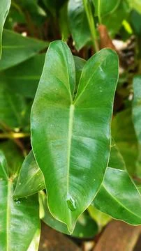 Philodendron Moonlight Stock Photos