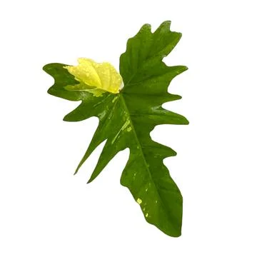 Philodendron pedatum variegated leaf. isolate white background. Stock Photos