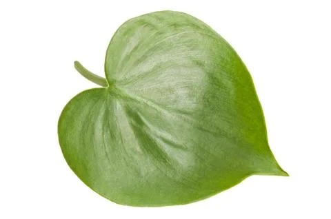 Philodendron Stock Photos