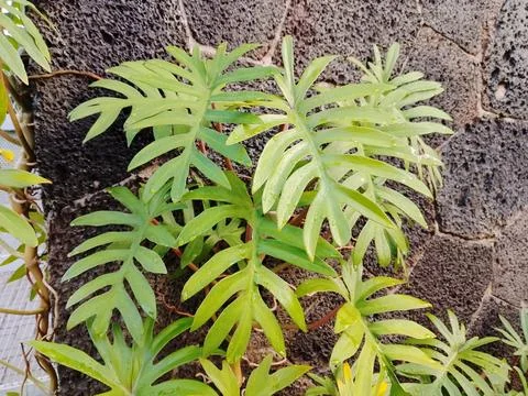 Philodendron Stock Photos