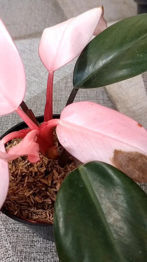 Philodendron Pink Congo Stock Footage 326189476