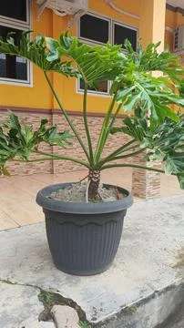 Philodendron Selloum 스톡 사진