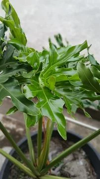 Philodendron Selloum 스톡 사진