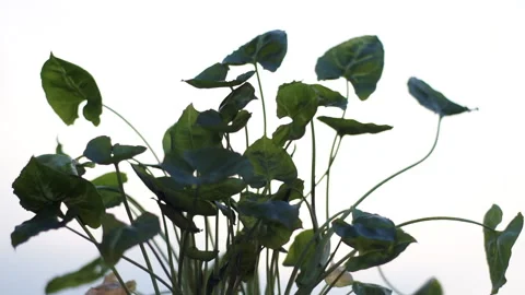 Philodendron tree plant Stock Footage