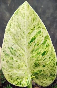 Philodendron vargated Stock-Fotos