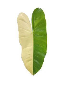 Philodendron variegated leaf. isolate white background. Stock Photos