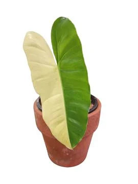 Philodendron variegated leaf. isolate white background. Stock Photos