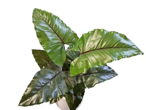 Philodendron variegated leaf. isolate white background. Stock Photos