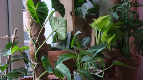Philodendron verrucosum Stock Footage 152970993