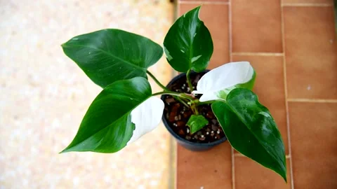 Philodendron white princess in the pot Stock Footage 202926759