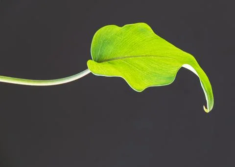 Philodendron xanadu leaf. Stock Photos