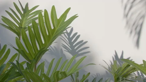 Philodendron xanadu leaf in wind blowing on white wall background Stock Footage 175336153