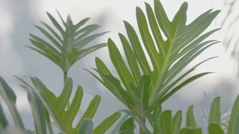 Philodendron xanadu leaf in wind blowing on white wall background Stock Footage 194006918