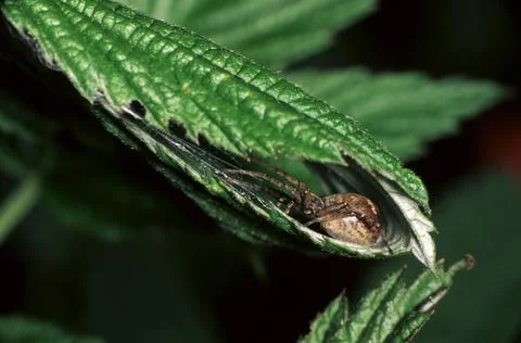 Philodromus cespitum Stock Photos