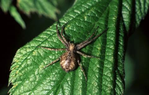 Philodromus cespitum Stock Photos