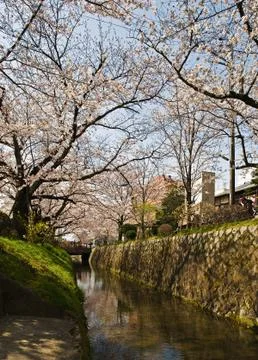 The philosopher's path in spring Stock-Fotos