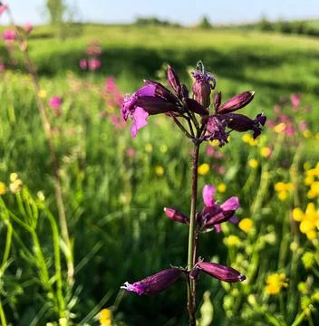 Phiolet flowers in the field Foto stock