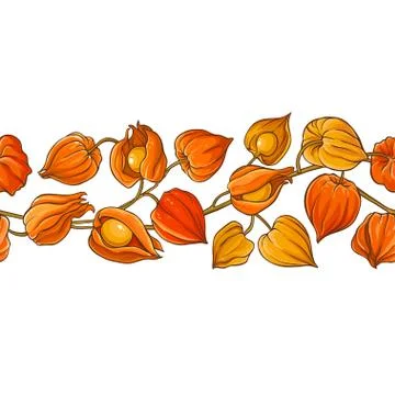 Phisalis branch vector pattern Stock Illustration