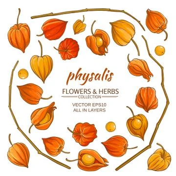 Phisalis elements set vector Illustrazione stock