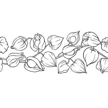 Phisalis Outline Horizontal Seamless Pattern. Stock Illustration