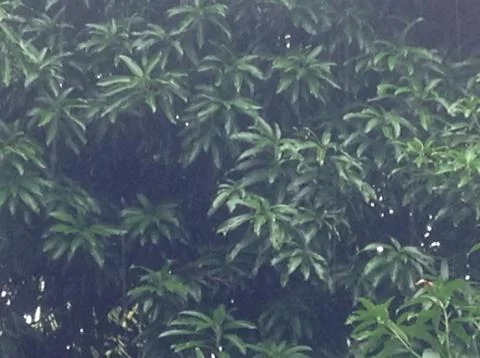 Phlange of Mango Tree Leaves Stock Photos