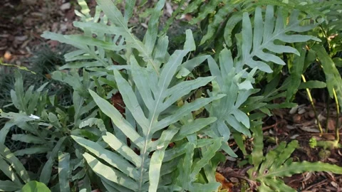 Phlebodium aureum 4k Stock Footage 263511578