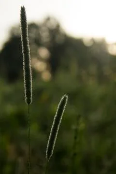 Phleum pratense l. Stock Photos