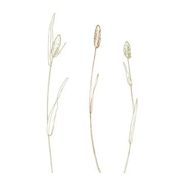 Phleum pratense three branches wild, meadow herbs, dried flowers. Line art is a Stock Illustration