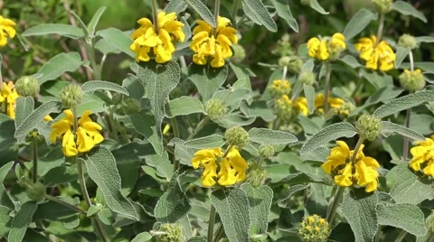 Phlomis fruticosa Stock Footage 63221834