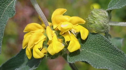 Phlomis fruticosa Stock Footage 63221877