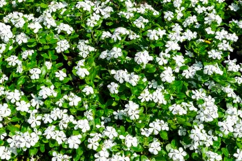 Phlox background. Stock Photos