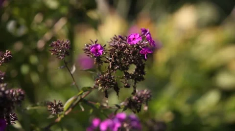 Phlox bloom Stock Footage 55876188