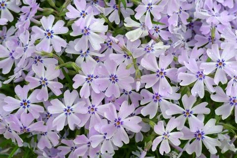 Phlox divaricata Stock Photos
