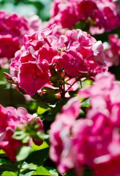 Phlox flower Stock Photos