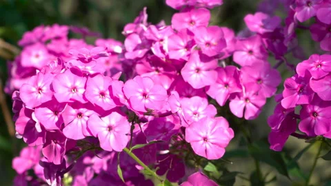Phlox flower pink Video stock 124908551