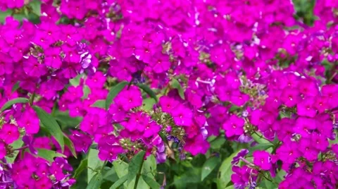 Phlox flower in summer Stock Footage 59870477