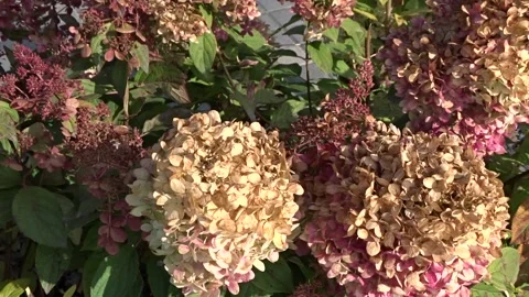 Phlox flowers close-up Stock Footage 260376237