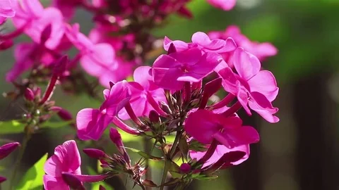 Phlox flowers close view Stock Footage 69101255