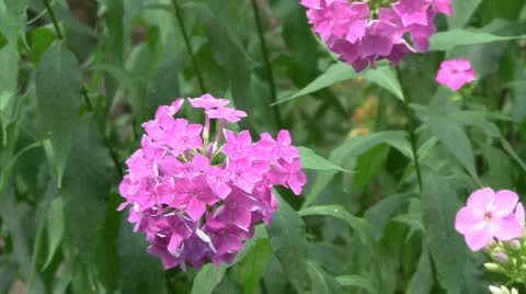 Phlox flowers Stockbeeldmateriaal 11365655