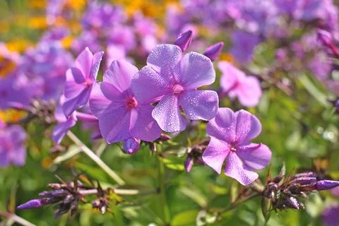 Phlox flowers Stock Photos