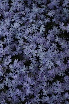 Phlox flowers Stock Photos