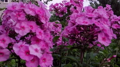 Phlox flowers pink Stock Footage 137331584