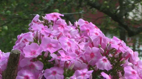 Phlox Stock Footage 875211